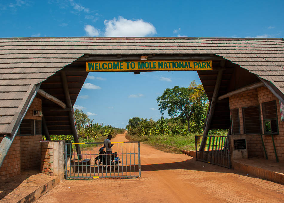 Mole savanna