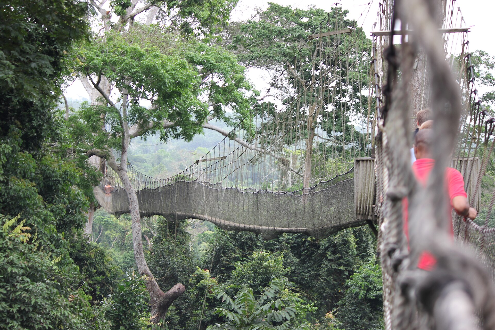 The Canopy Walkway