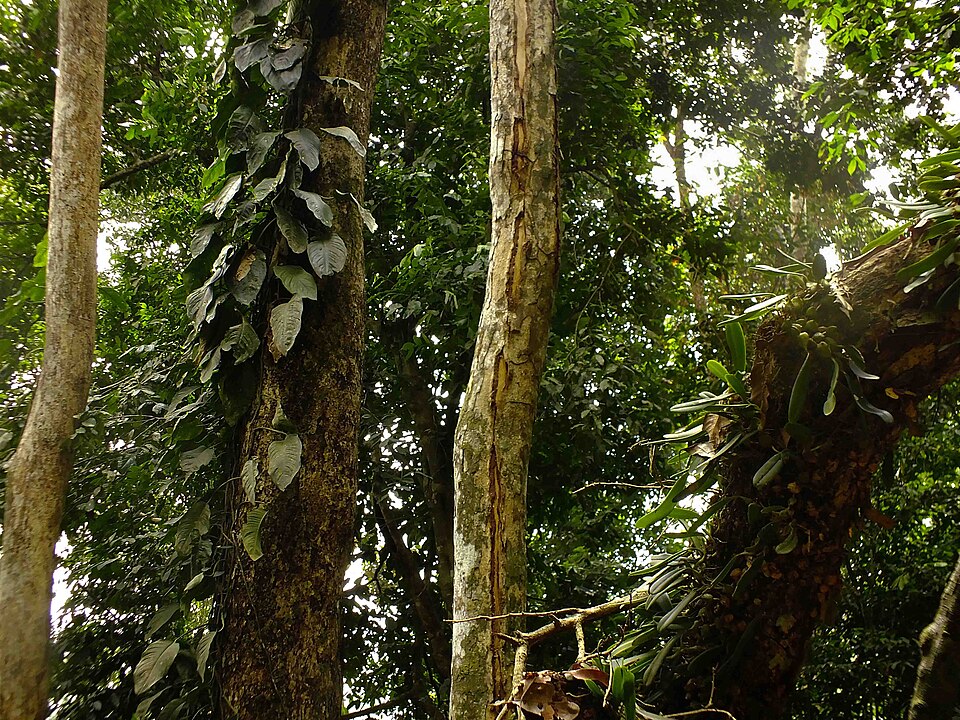 Forest walk at Kakum