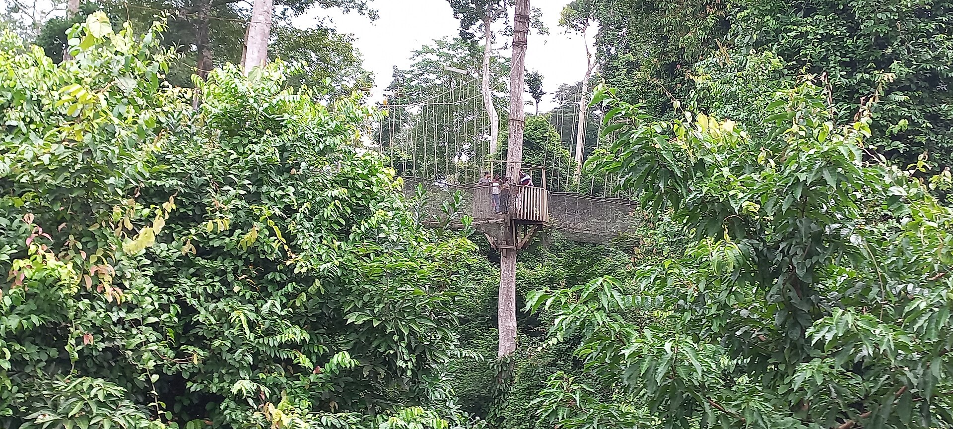 Kakum rainforest